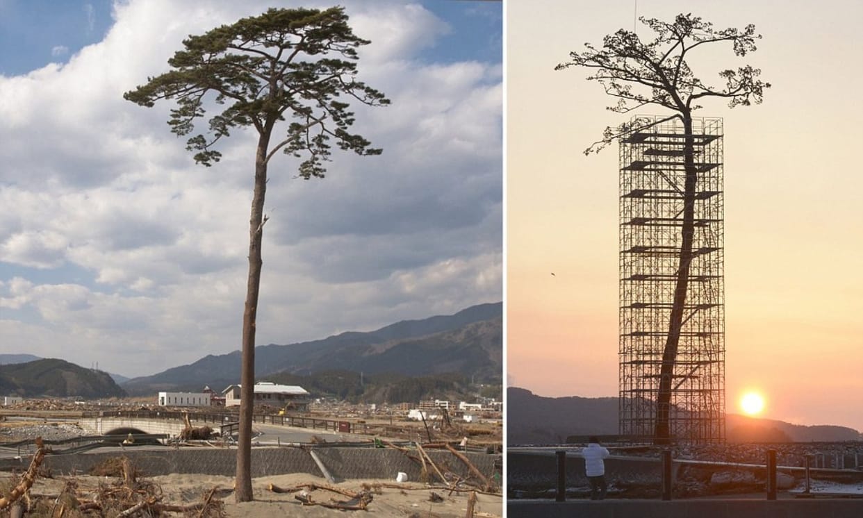 single tree survived in worst calamity of 21st century,loved on world photography day