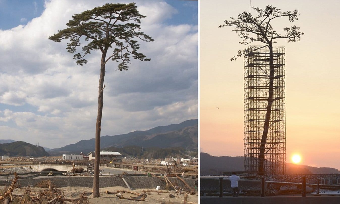 Risk of Tsunami is increasing because of this reason in world