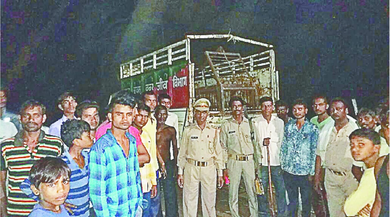 The team that roams the cage in search of leopard