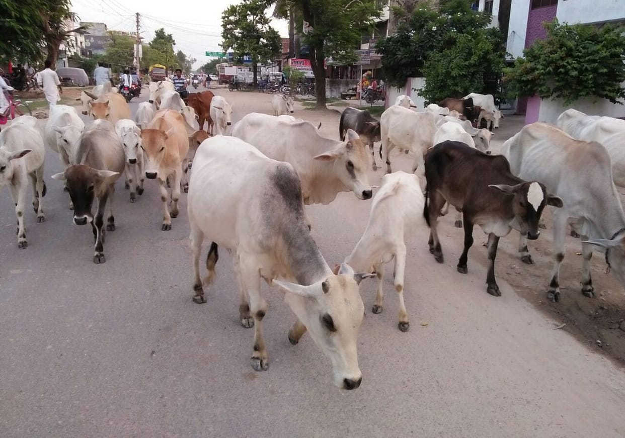 छुट्टा पशु सड़कों पर, लोग परेशान