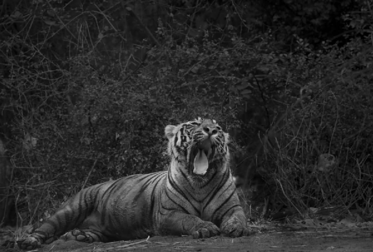 World Photography Day: Meerut camera club awarded photographs see in pics