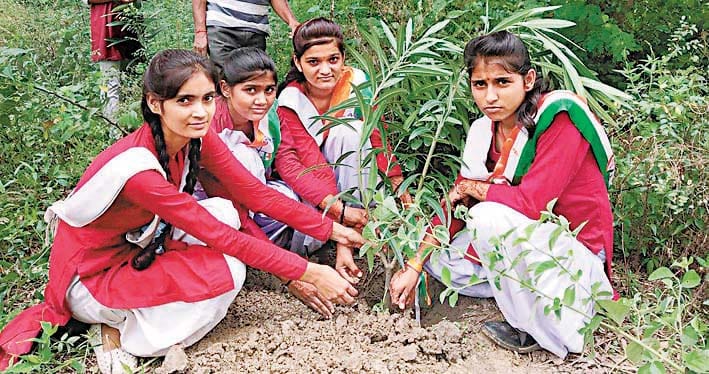 plantation in school