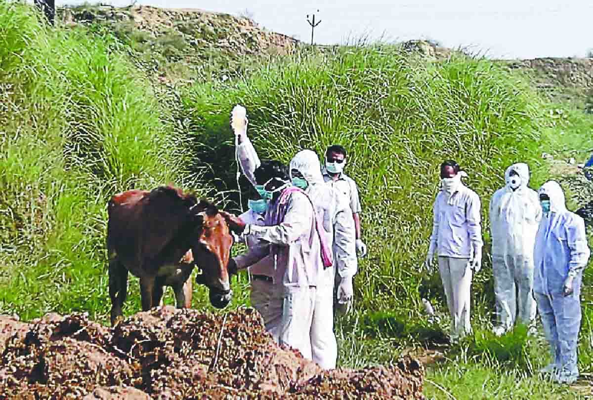 Death injection to glanders farsi patient horse and mule