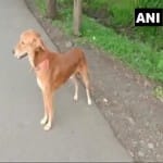 Pet dog of 14 year old attacked and bit rapist, forcing them to flee in Madhya Pradesh