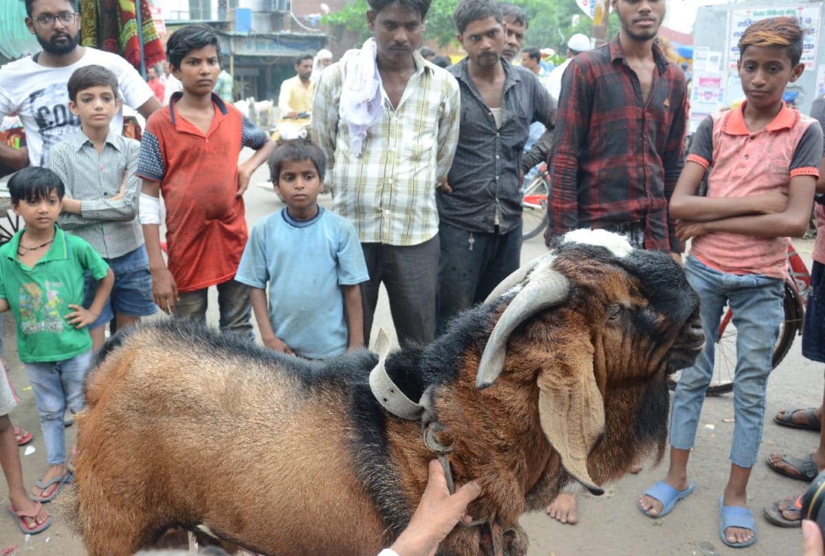 eid-ul-azha 2019 these goats become center of attraction