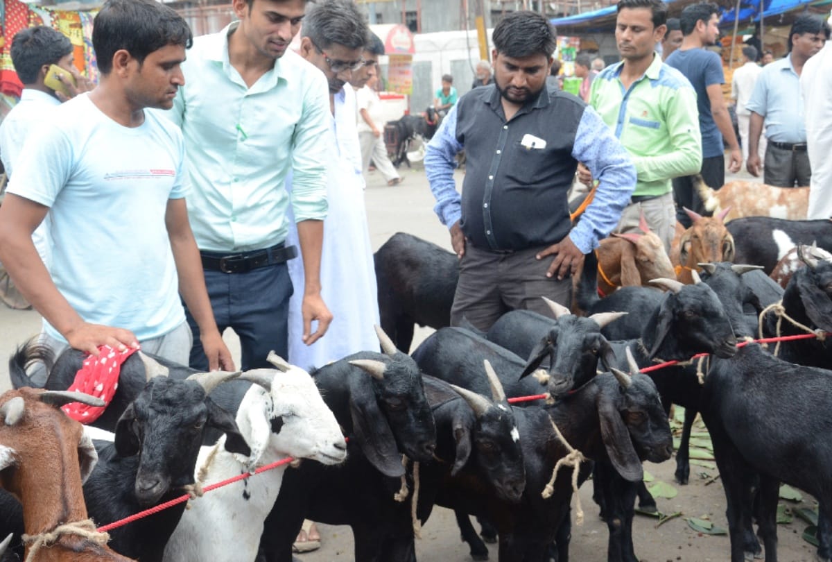 eid-ul-azha 2019 these goats become center of attraction