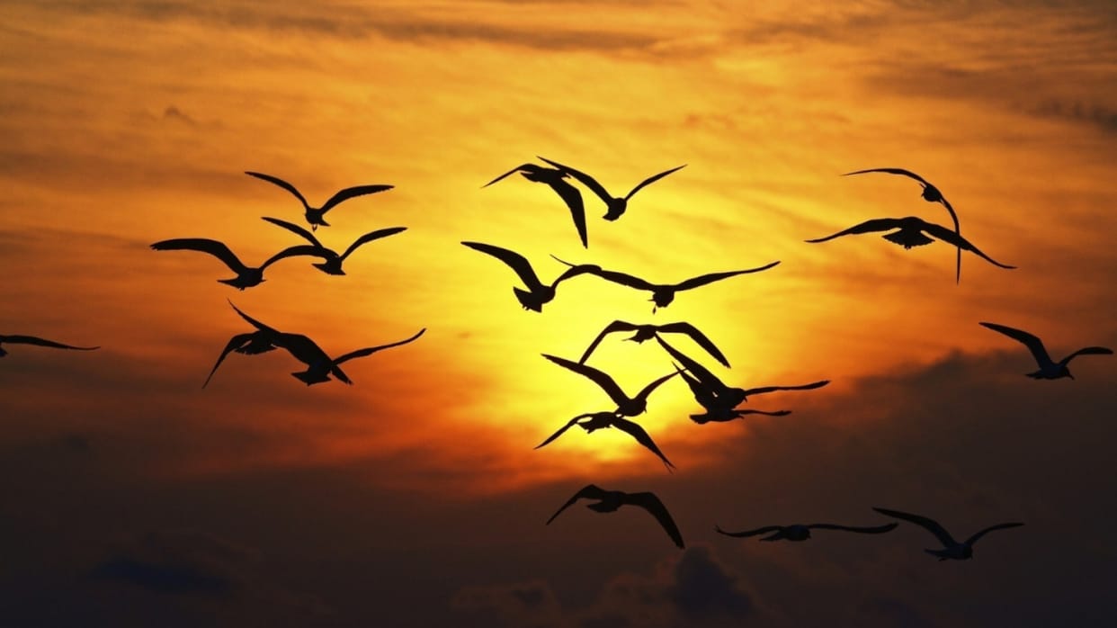 Know about Jatinga valley that is famous for birds suicide