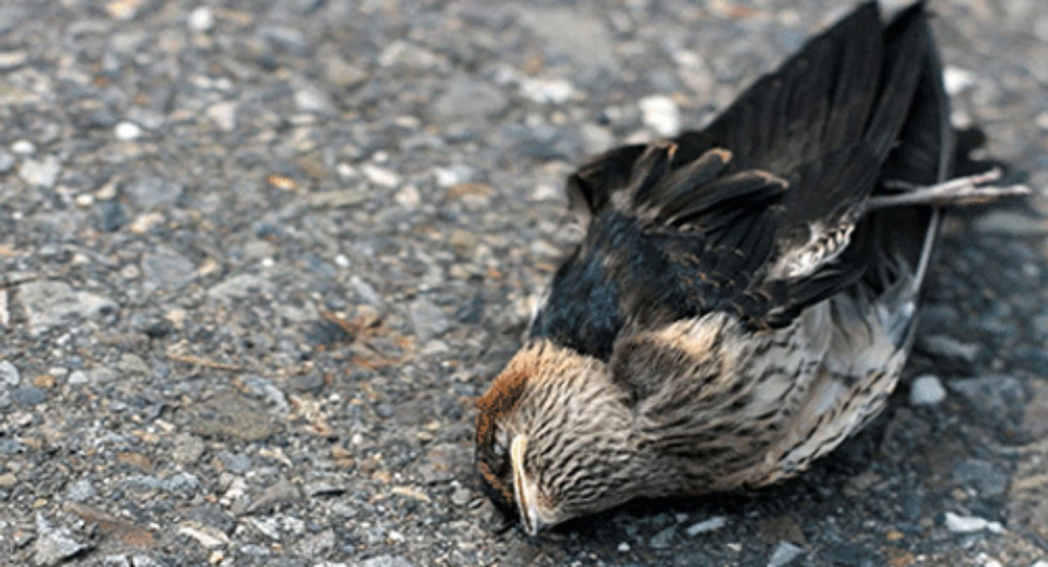 Know about Jatinga valley that is famous for birds suicide