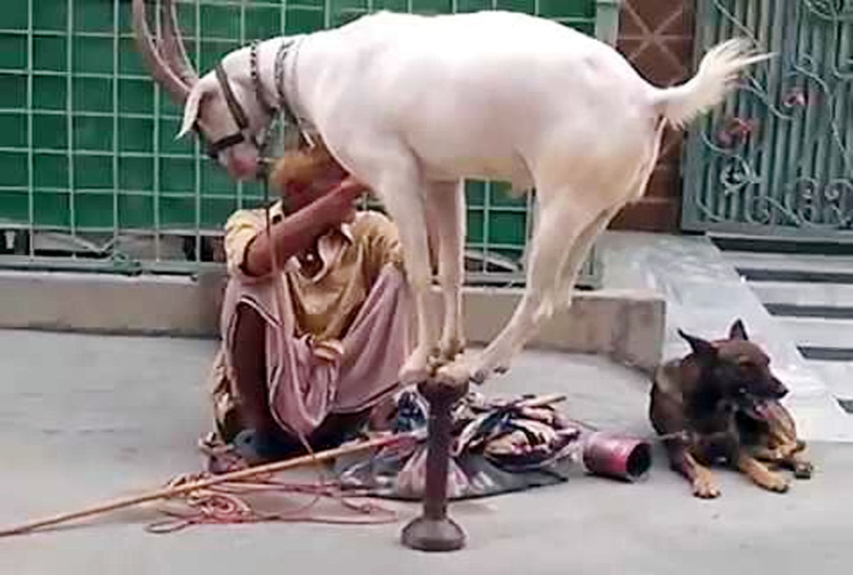 Cheating by to say dog and goat