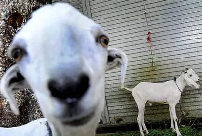 Cheating by to say dog and goat