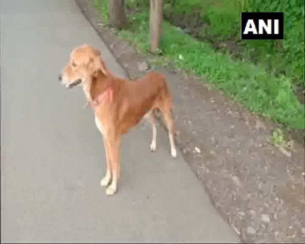 Pet dog of 14 year old attacked and bit rapist, forcing them to flee in Madhya Pradesh
