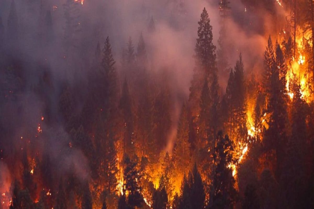Due to human beings, the risk of fire in the forests increased,  May be great devastation