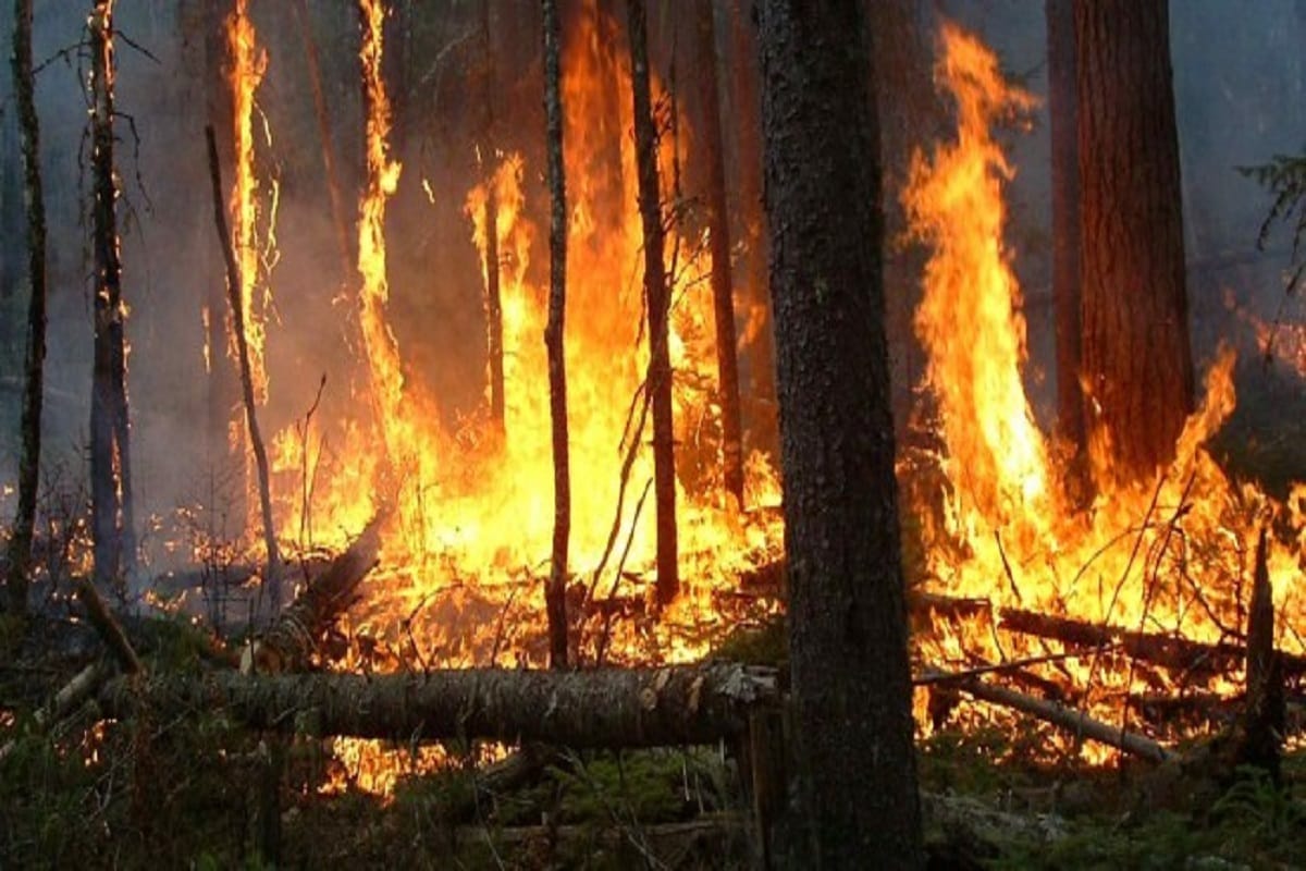 Report says 60 percent districts in india affected by forest fires each year
