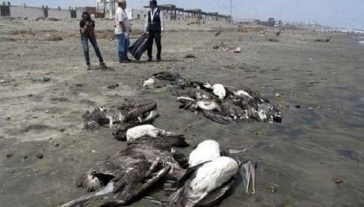 Know about Jatinga valley that is famous for birds suicide