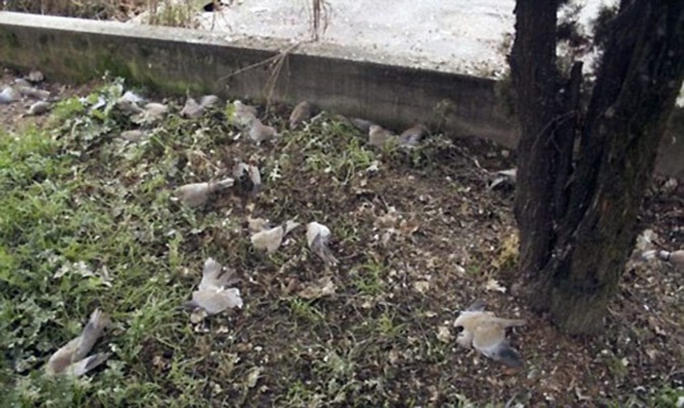 Know about Jatinga valley that is famous for birds suicide
