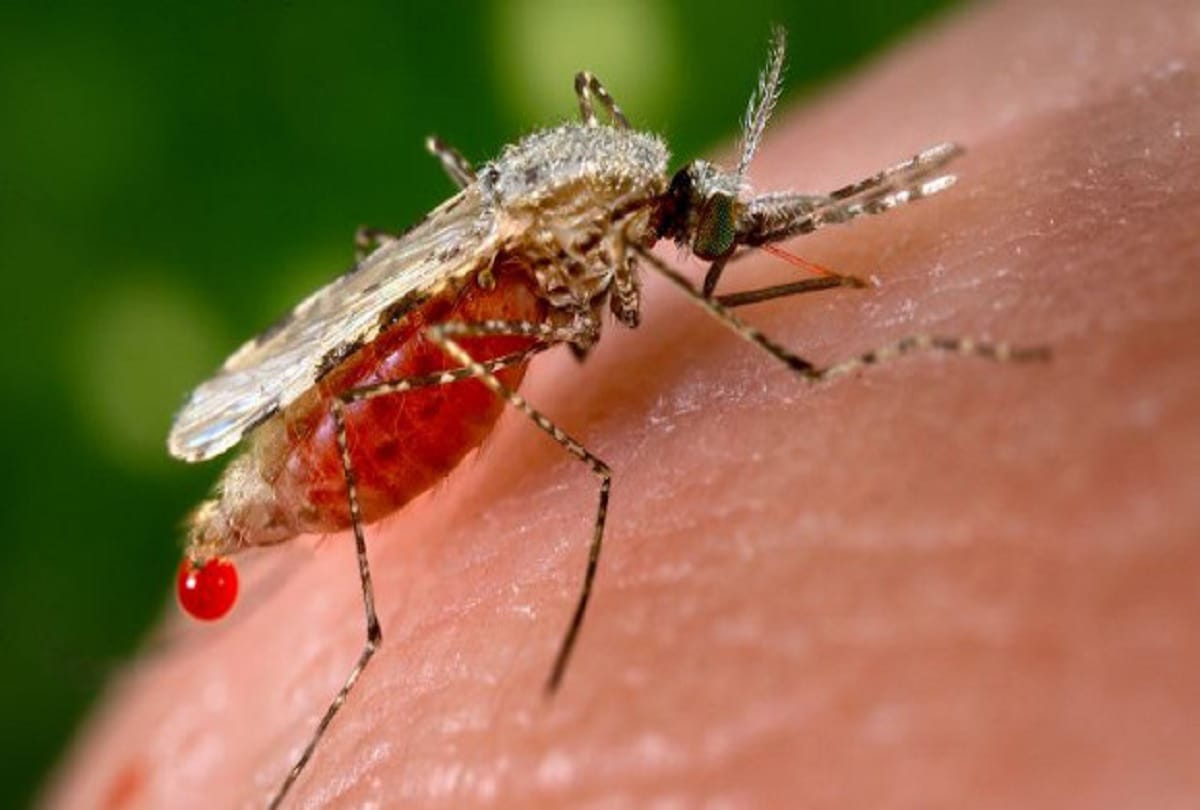 Symptoms of malaria and corona similar Advisory issued to hospitals in Jammu