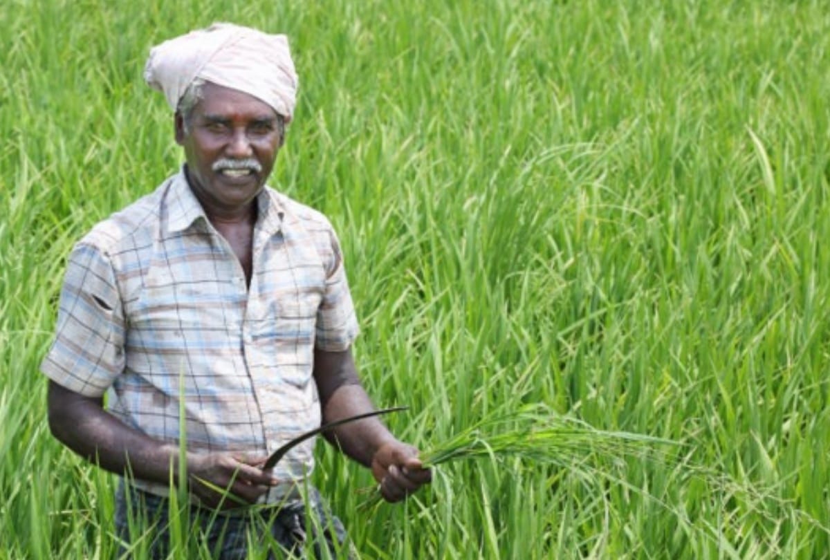 UP: Basmati rice growing method hitting on YouTube uploaded from meerut