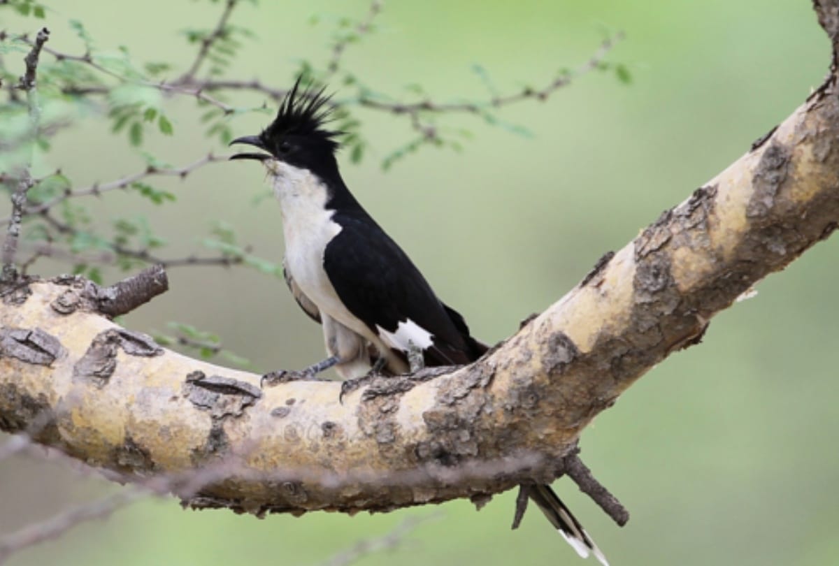 beautiful birds come Meerut every year from Africa specialy for two months