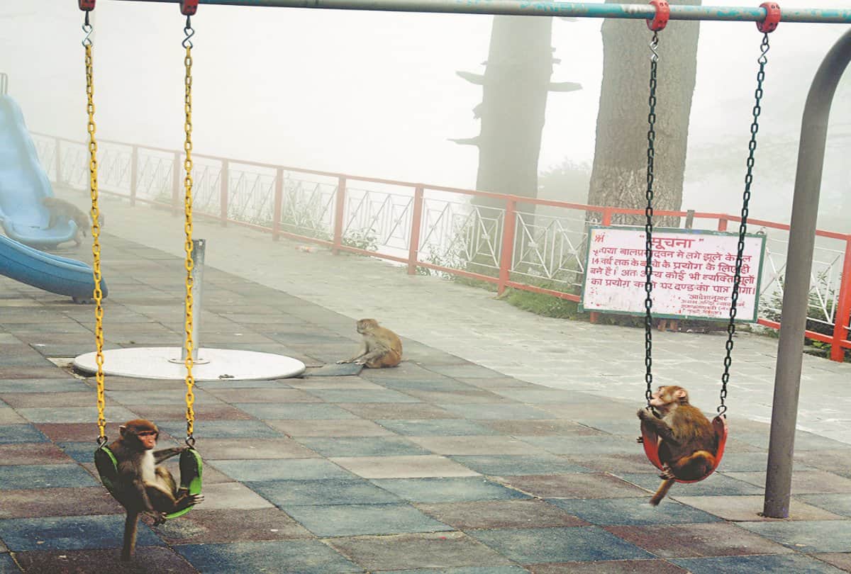 Monkey in Shimla Park