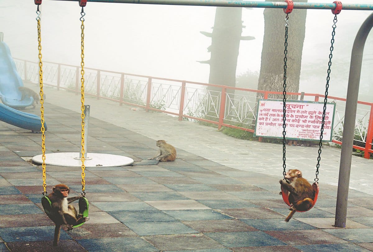 Monkey in Shimla Park