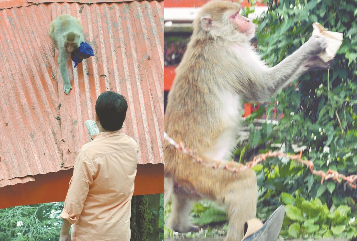 Monkey in Shimla Park
