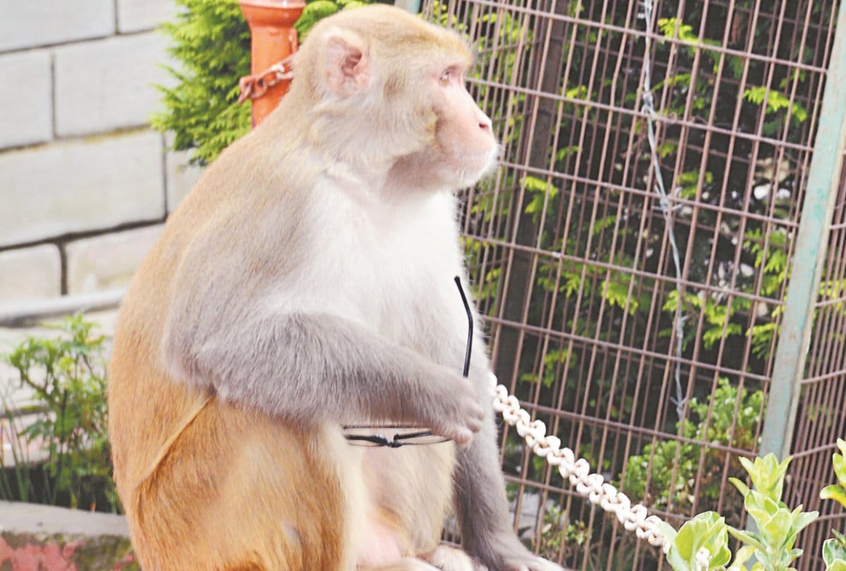 Monkey in Shimla Park