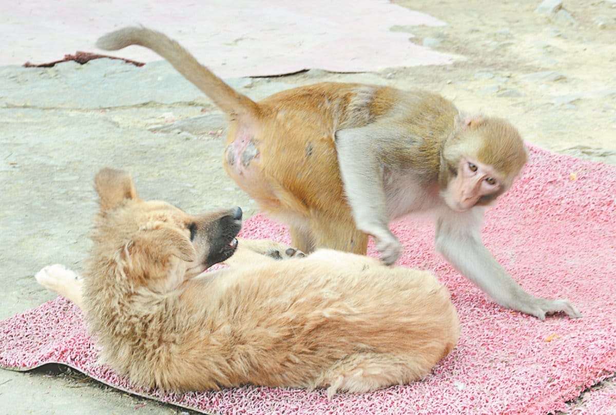 Monkey in Shimla Park