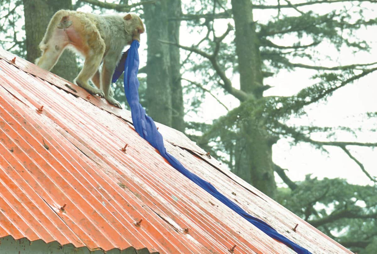 Monkey in Shimla Park