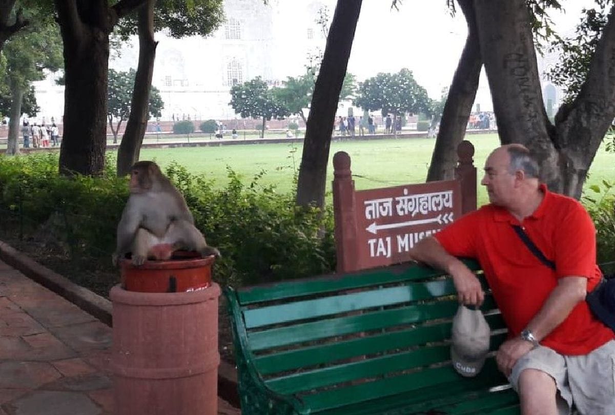 monkeys attacks on child in taj mahal