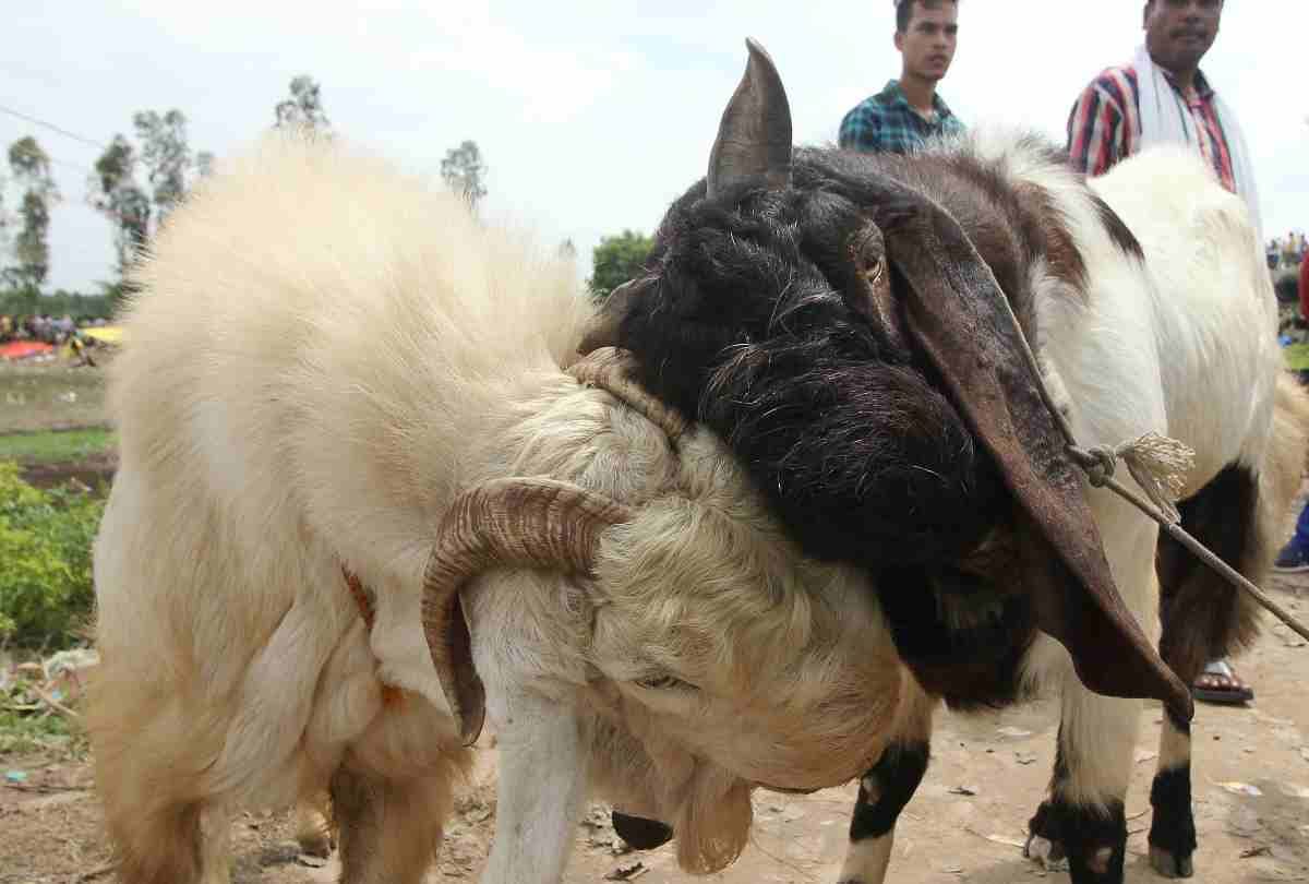 bakrid festival celebration in lucknow