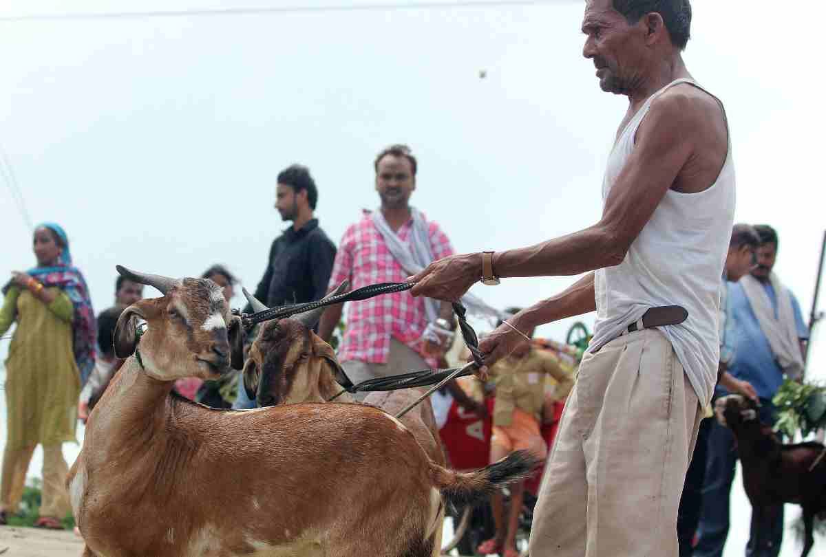 Bakrid 2020 know the significance of eid ul adha