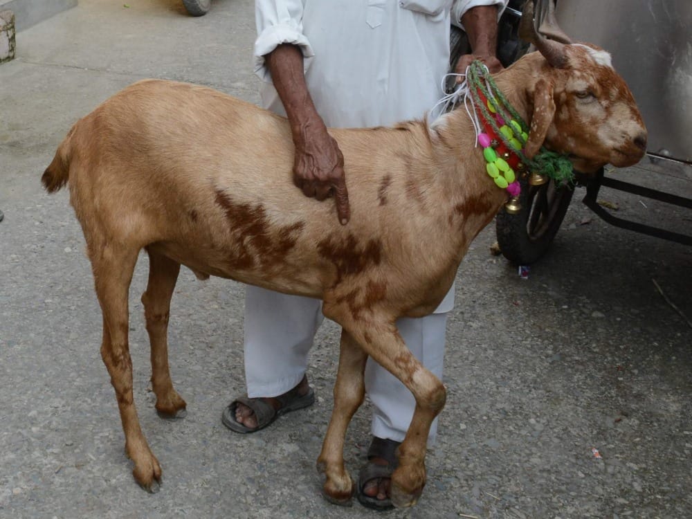 Greater Noida delhi police head constable and up police inspector fight over goat taking home before bakrid
