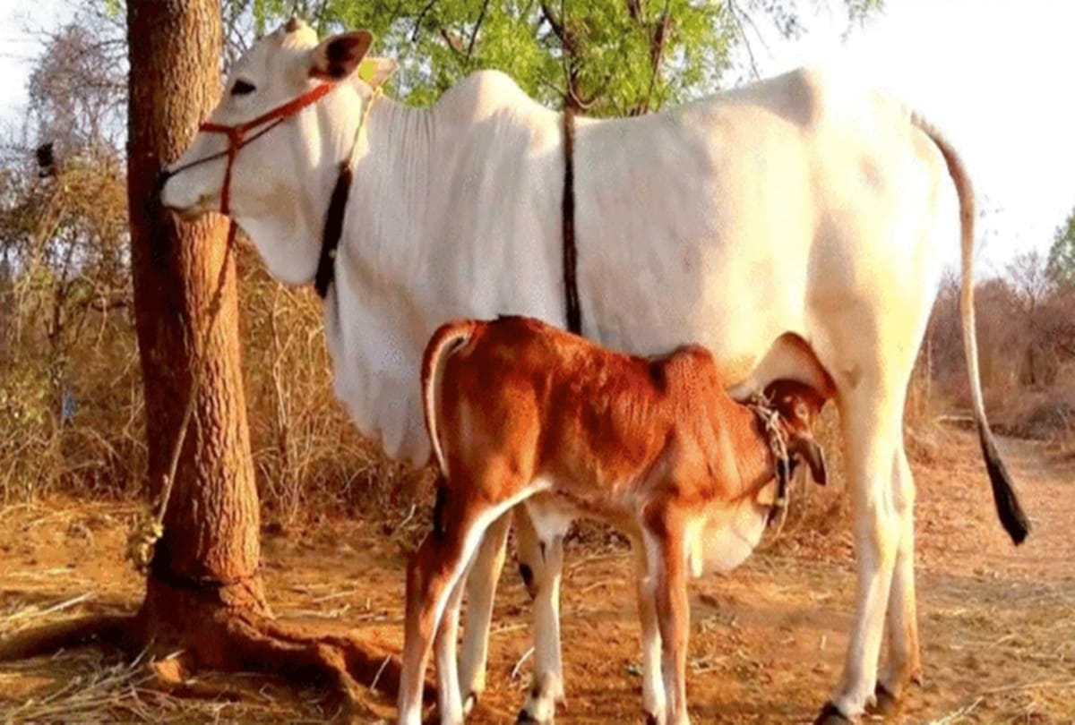 Start research on cow test tube baby in uttar pradesh