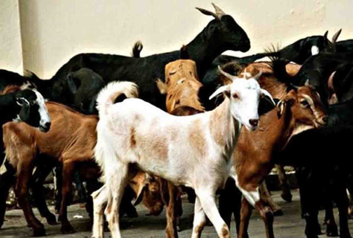 man was given dog inspite of goat for sacrifice on bakra eid