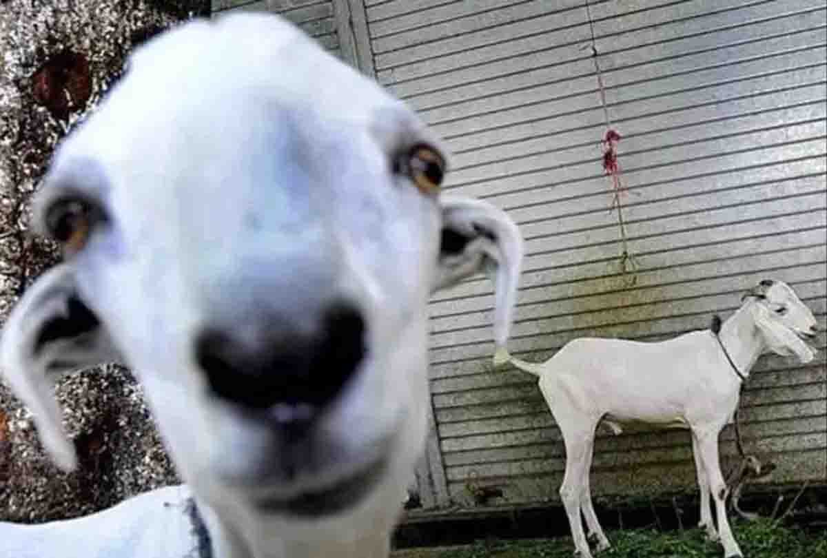 man was given dog inspite of goat for sacrifice on bakra eid