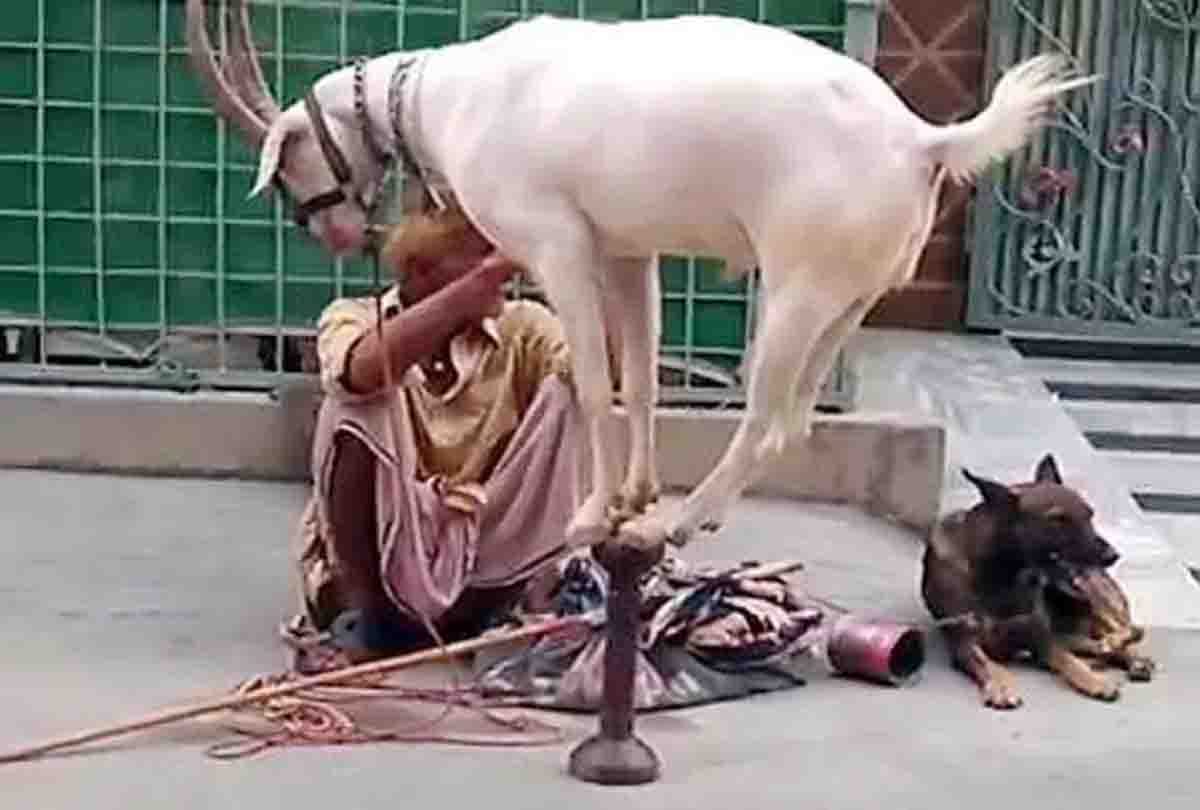man was given dog inspite of goat for sacrifice on bakra eid