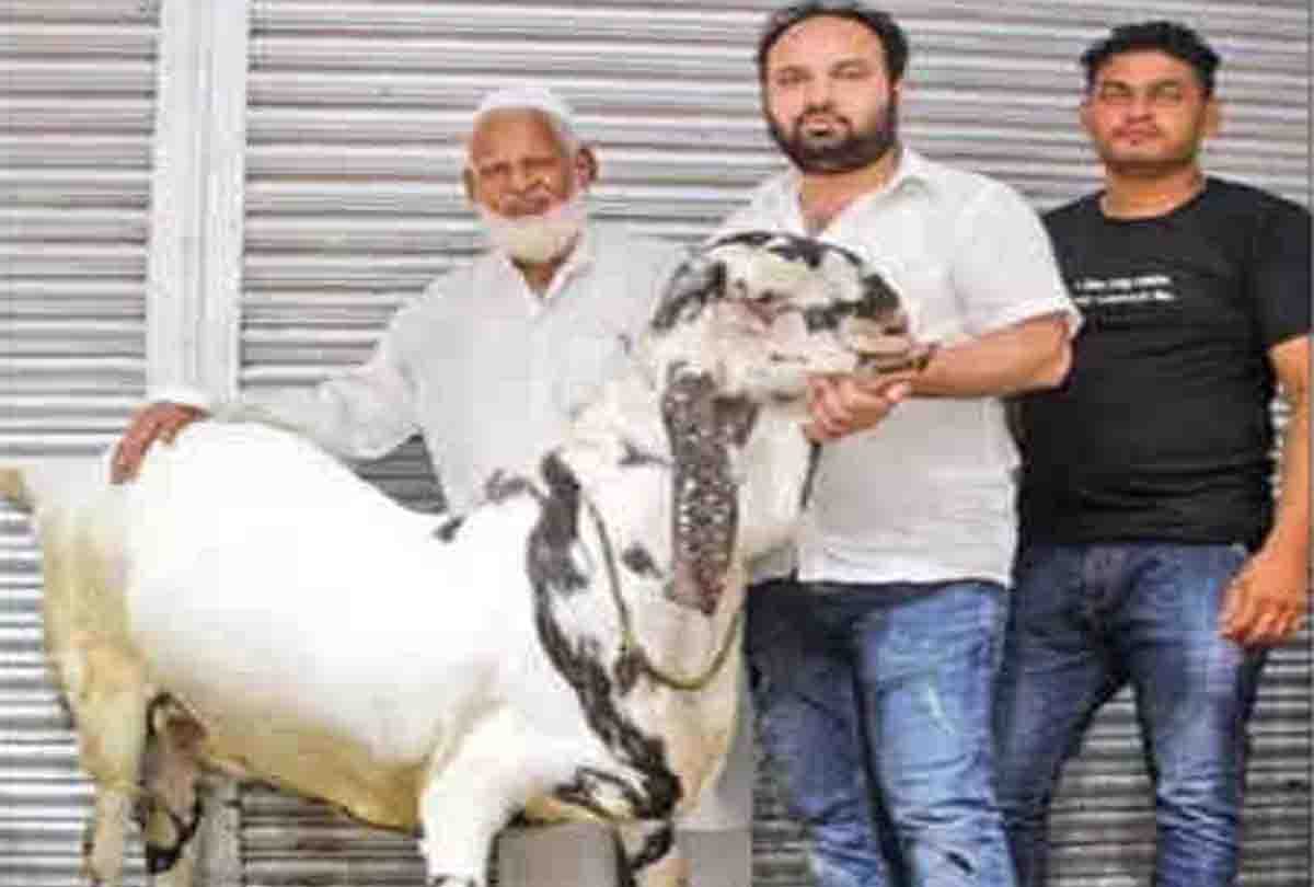 story of bakra named by tipu sultan