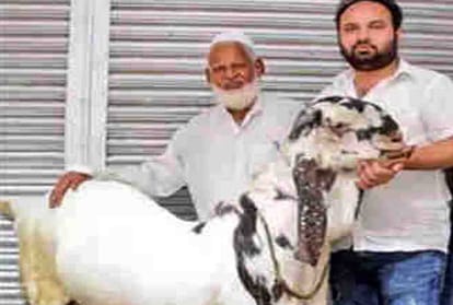 story of bakra named by tipu sultan