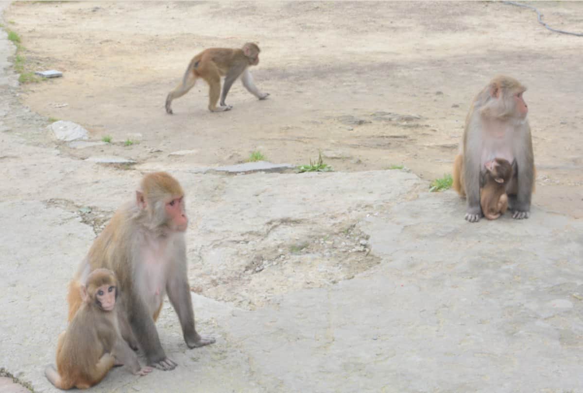 monkeys population is increasing in shimla despite Sterilization