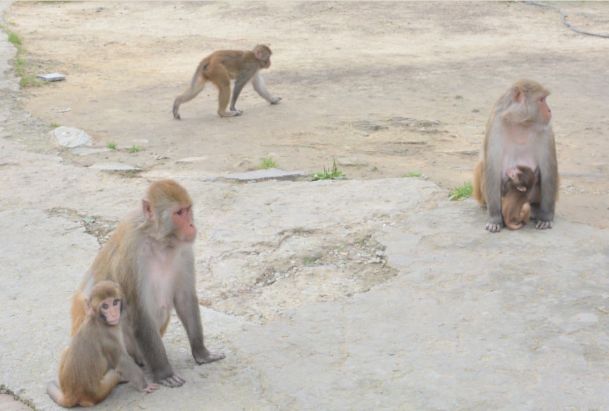 monkeys population is increasing in shimla despite Sterilization