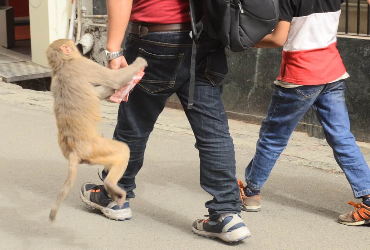 monkeys population is increasing in shimla despite Sterilization