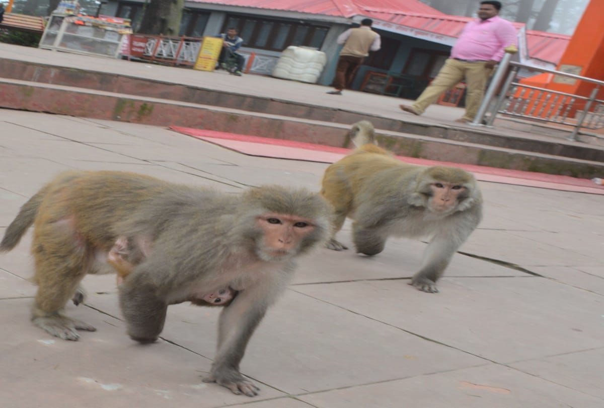 monkeys population is increasing in shimla despite Sterilization