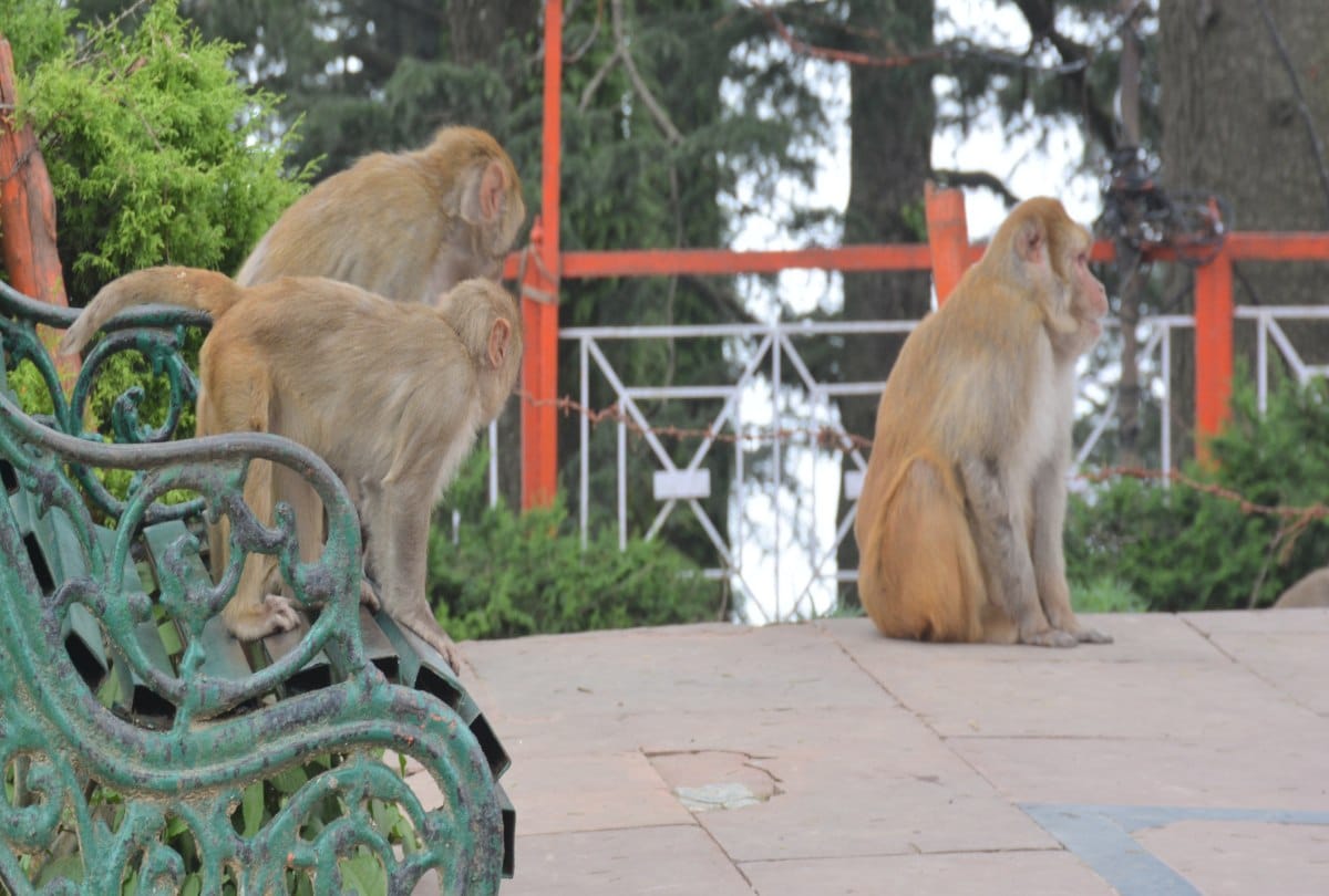 monkeys population is increasing in shimla despite Sterilization