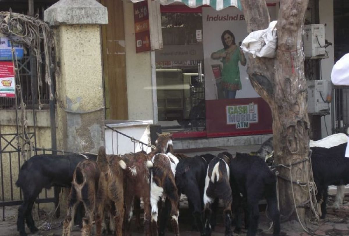 Kolkata High Court order: Do not murder animals in public places