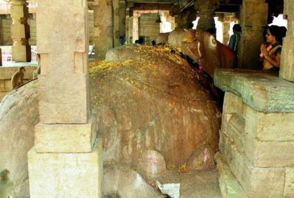 Nandi Statue Growing At Yaganti Uma Maheswara Temple In Andhra Pradesh