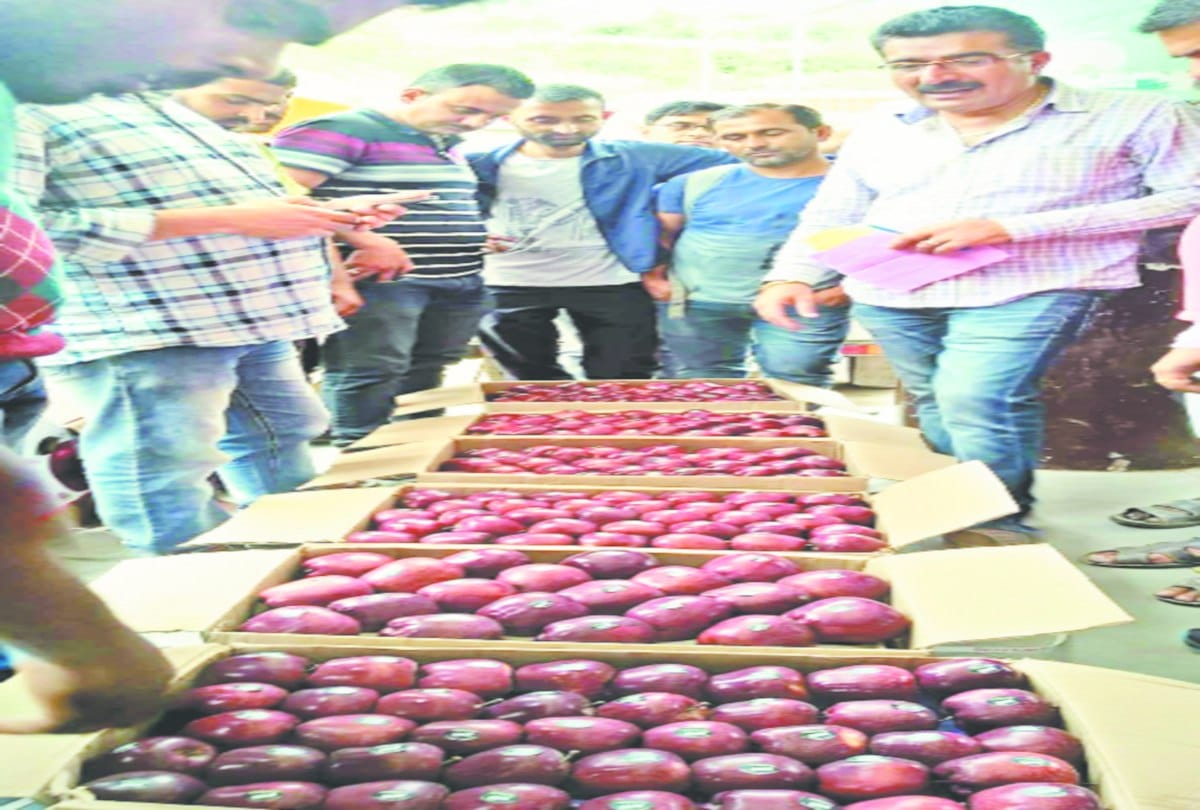 Jeromine apple SOLD 2800 rupees per box in Fruit market shimla