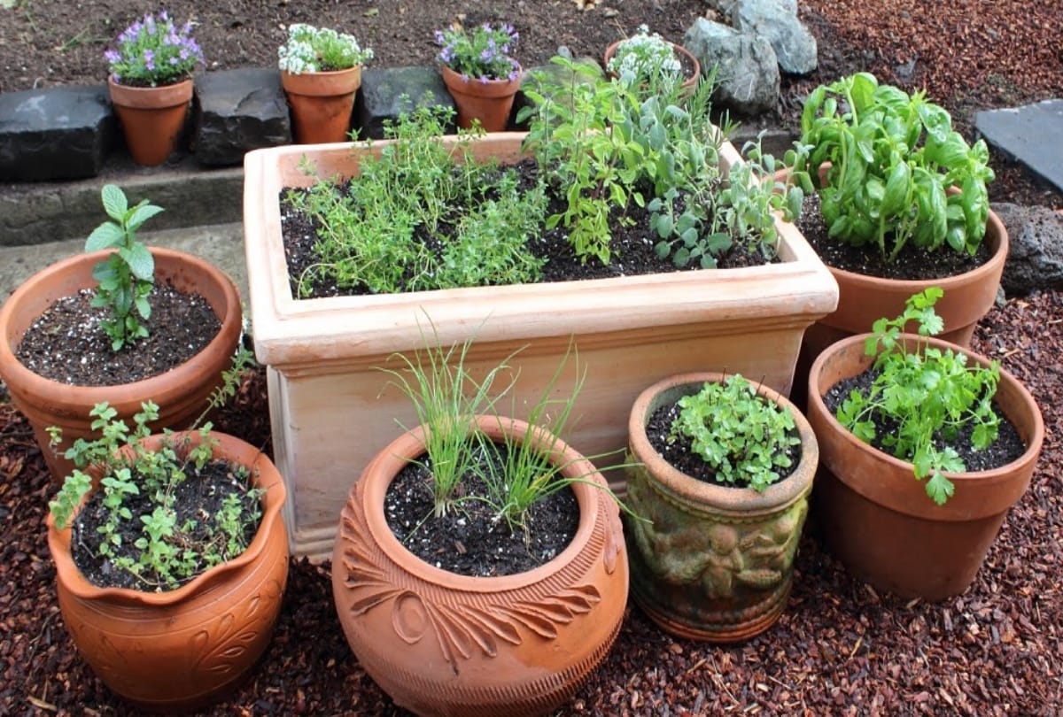 uttarakhand news : Herbal garden will establish in every distrcit