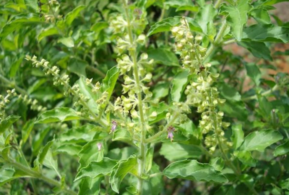 Jammu kashmir News : cheaper Herbal medicine for women cancer to be made in the state