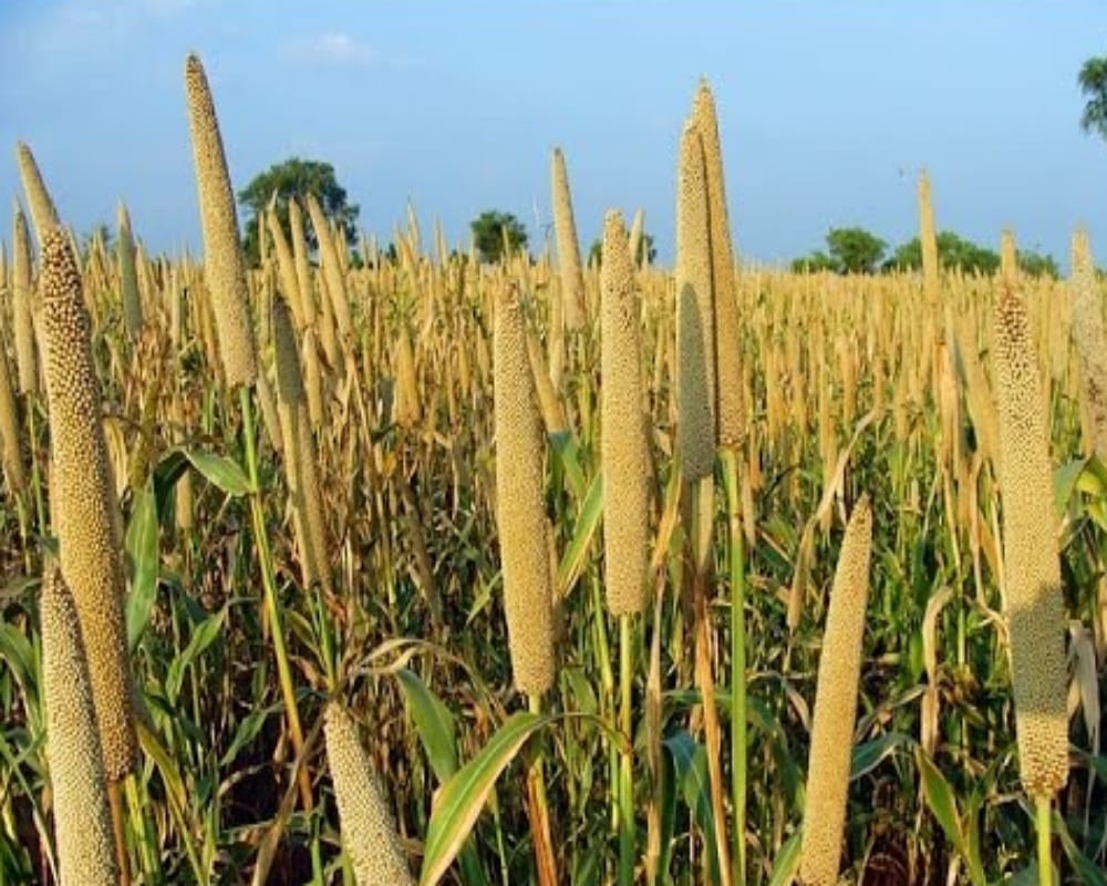 Jammu Kashmir Rs 15 crore approved to promote millet cultivation