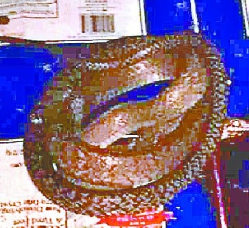 adg office me cobra saapo ka dera
